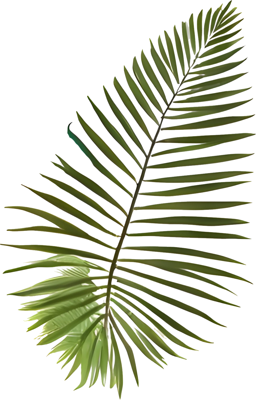 High-Res Leaf PNG Green Foliage Image, Tropical different type exotic leaves set. Jungle plants. Calathea, Monstera and different style of palm leaves_6.webp